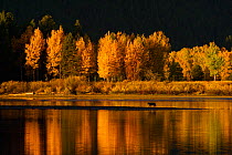 Coyote (Canis latrans) travelling on a sand bar, in autumn with trees reflecting in Snake River, Oxbow Bend,  Grand Teton National Park, Wyoming, USA.