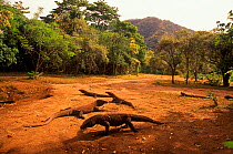 Komodo dragons (Varanus komodoensis) in forest clearing, Komodo Island, Indonesia