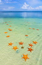 Starfish Beach, with many starfish in the shallow sea (Asteroidea) Colon Island, Bocas del Toro Archipelago, Bocas del Toro Province, Panama,