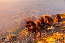 Gelada baboon (Theropithecus gelada) troop, Simien Mountains, Ethiopia, Africa