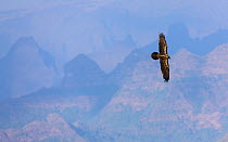 Bearded vulture (Gypaetus barbatus) in flight over Simien Mountains, Ethiopia