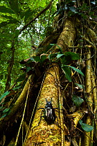 Rhinoceros beetle (Chalcosoma moellenkampi) climbing up tree trunk, Danum Valley Reserve, Sabah, Borneo, Malaysia