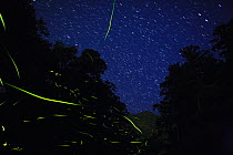 Japanese fireflies (Luciola cruciata) in flight at night, endemic species, Yaku-shima UNESCO World Heritage Site, Kagoshima,  Japan, May