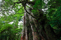 Ancient tree, Yakushima Island, UNESCO World Heritage Site, Kagoshima Japan, June 2008