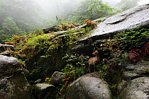 Yakushika deer (Cervus nippon yakushimae) Yaku-shima UNESCO World Heritage Site ,Yakushima, Kagoshima Japan, June 2008