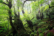 Mononoke Park Forest, Yaku-shima UNESCO World Heritage Site, Kagoshima Japan, June 2008
