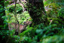 Yakushika-deer (Cervus nippon yakushimae) smelling tree, Yakushima UNESCO World Heritage Site, Yaku-shima, Kagoshima, Japan, June