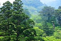 Warm-temperate ancient forest, Yaku-shima UNESCO World Heritage Site, Kagoshima Japan, June