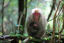 Yaku-shima macaque (Macaca fuscata yakui) mother and baby, Yakushima UNESCO World Heritage Site, Kagoshima, Japan, June