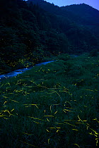Japanese fireflies (Luciola cruciata) in flight at night, Japan endemic species, Hino-River, Nichinan-chou, Tottori, Japan, July
