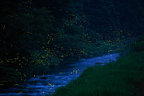 Japanese fireflies (Luciola cruciata) in flight at night, Japan endemic species, Hino-River, Nichinan-chou, Tottori, Japan, July