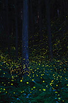 Japanese fireflies (Luciola cruciata) in flight at night, Japan endemic species, Nichinan-chou, Tottori, Japan, July