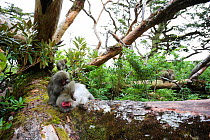 Yaku-shima macaque (Macaca fuscata yakui) grooming another member of the troop, Yakushima UNESCO World Heritage Site, Kagoshima, Japan, September