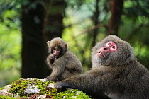 Yaku-shima macaque (Macaca fuscata yakui) dominant female and baby, Yakushima UNESCO World Heritage Site, Kagoshima, Japan, September