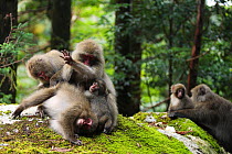 Yaku-shima macaques (Macaca fuscata yakui) grooming each other, with young baby, in the background another baby with its mother, Yakushima UNESCO World Heritage Site, Kagoshima, Japan, September