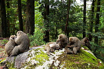 Yaku-shima macaques (Macaca fuscata yakui) grooming each other, Yakushima UNESCO World Heritage Site, Kagoshima, Japan, September