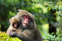 Yaku-shima macaque (Macaca fuscata yakui) dominant female with baby, Yakushima UNESCO World Heritage Site, Kagoshima, Japan, September