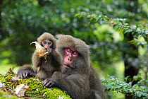 Yaku-shima macaque (Macaca fuscata yakui) dominant female with baby, playing with leaf, Yakushima UNESCO World Heritage Site, Kagoshima, Japan, September