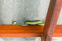 Boomslang (Dispholidus typus) male in roof space  deHoop Nature Reserve, Western Cape, South Africa.