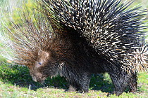 Cape Porcupine (Hystrix africaeaustralis) adult, dehoop Nat reserve, Western Cape, South Africa.