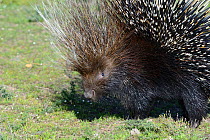 Cape Porcupine (Hystrix africaeaustralis) deHoop Nature Reserve, Western Cape, South Africa.