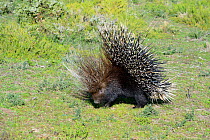 Cape Porcupine (Hystrix africaeaustralis) deHoop Nature Reserve, Western Cape, South Africa.