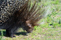 Cape Porcupine (Hystrix africaeaustralis) profile, deHoop Nature Reserve, Western Cape, South Africa.