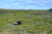 Cape Porcupine (Hystrix africaeaustralis)limestone fynbos. deHoop Nature Reserve, Western Cape, South Africa.