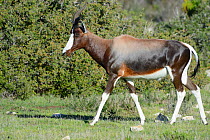 Bontebok (Damaliscus pygragus dorcas) male walking. deHoop Nature Reserve, Western Cape, South Africa.