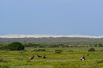 Bontebok (Damaliscus pyrgargus dorcas) group of males, in fynbos grassland. deHoop Nature Reserve, Western Cape, South Africa.