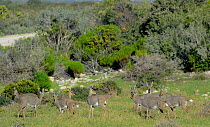 Grey Rhebok (Pelea capreolus) family group in limestone grassland / fynbos. deHoop Nature Reserve  Western Cape, South Africa.