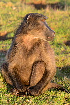Chacma baboon (Papio hamadryas ursinus) portrait of male. deHoop Nature Reserve, Western Cape, South Africa.