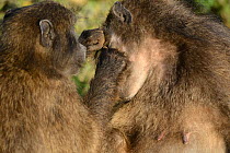 Chacma baboon (Papio hamadryas ursinus) female grooming female (sisters) deHoop Nature Reserve, Western Cape, South Africa.