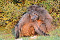 Chacma baboon (Papio hamadryas ursinus) female grooming adolescent male (son) deHoop Nature Reserve, Western Cape, South Africa.