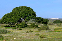 Milkwood trees (Sideroxylon inerme) & carpet of Rankmagrait (Osteospermum fruticosum) in grassland / fynbos. DeHoop Nat reserve, Western Cape, South Africa.