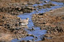 Crowned Sandgrouse (Pterocles coronatus atratus) male, bathing in small stream, Touran Protected Area, now part of Khar Turan National Park, Semnan Province, Iran