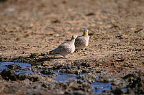 Crowned Sandgrouse (Pterocles coronatus atratus) male and female on the ground, Touran Protected Area, now part of Khar Turan National Park, Semnan Province, Iran