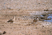 Black-bellied Sandgrouse (Pterocles orientalis) male (on right) and female, Touran Protected Area, now part of Khar Turan National Park, Semnan Province, Iran