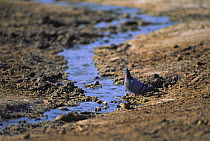Rock Dove (Columba livia) by small stream, Touran Protected Area, now part of Khar Turan National Park, Semnan Province, Iran