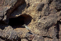 Rock Nuthatch (Sitta tephronota) calling, Touran Protected Area, now part of Khar Turan National Park, Semnan Province, Iran