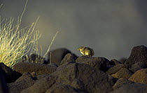 Speke's Pectinator (Pectinator spekei) on volcanic rock, Danakil, Ethiopia