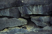 Speke's Pectinator (Pectinator spekei) near den between rocks, with baby below, Danakil, Ethiopia