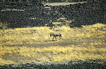 Somali Wild Ass (Equus africanus somaliensis) male in lava fields, Danakil Desert, Ethiopia