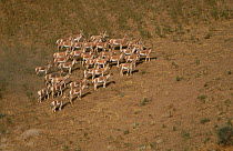 Turkmenian Wild Ass / Kulan (Equus hemionus kulan) herd, Badkhyz, Turkmenistan. Endangered.