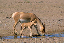 Iranian Wild Ass or Onager (Equus hemionus onager) Mare with foal, Touran Protected Area, now part of Khar Turan National Park, Semnan Province, Iran