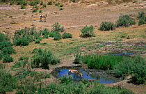 Iranian Wild Ass / Onager (Equus hemionus onager) drinking from pool, Touran Protected Area, now part of Khar Turan National Park, Semnan Province, Iran
