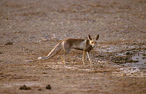 Turkmenian Red Fox (Vulpes vulpes flavescens) Touran Protected Area, now part of Khar Turan National Park, Semnan Province, Iran