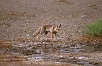 Turkmenian Red Fox (Vulpes vulpes flavescens) in Semnan Province, Iran Touran Protected Area, now part of Khar Turan National Park, Semnan Province, Iran