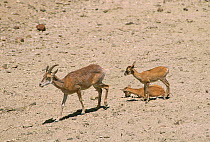 Urial (Ovis orientalis arkal) mother with two babies, Touran Protected Area, now part of Khar Turan National Park, Semnan Province, Iran