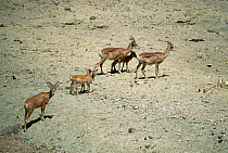 Urial (Ovis orientalis arkal) group with babies, Touran Protected Area, now part of Khar Turan National Park, Semnan Province, Iran